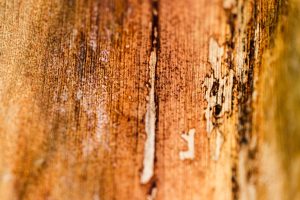 Madeira com cupim sem dedetização preventiva