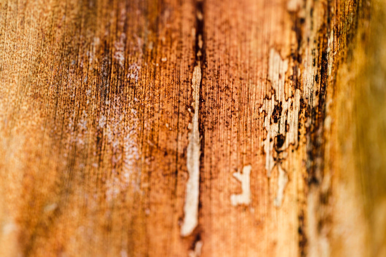 Madeira com cupim sem dedetização preventiva