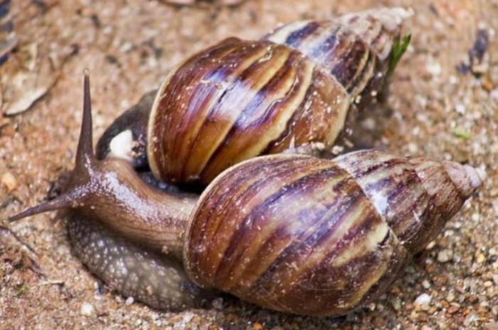 Infestação de caramujos