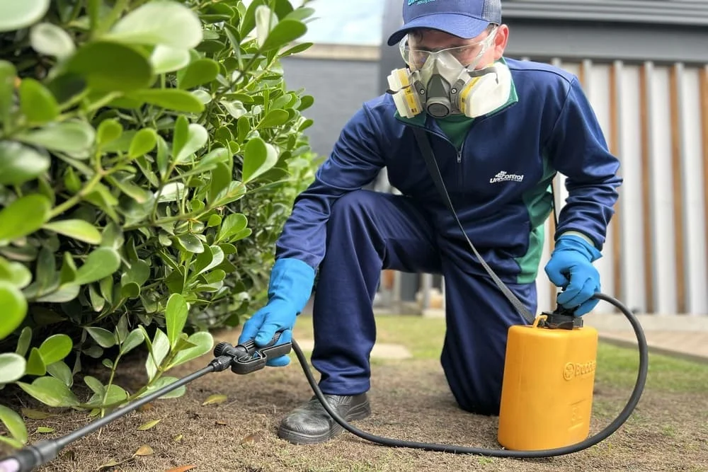 Dedetização de baratas e formigas
